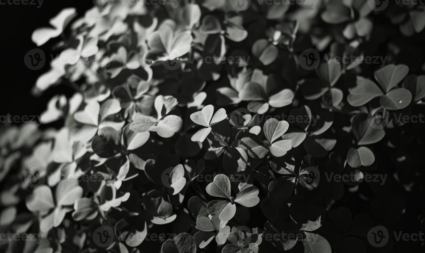 AI generated Black and white clover leaves. Abstract monochrome background. photo