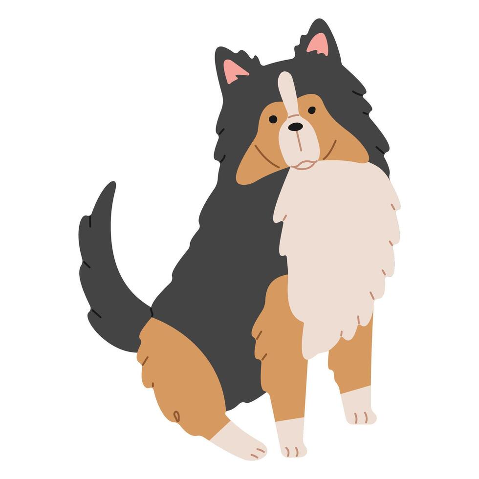 Shetland Sheepdog cute on a white background, vector illustration.