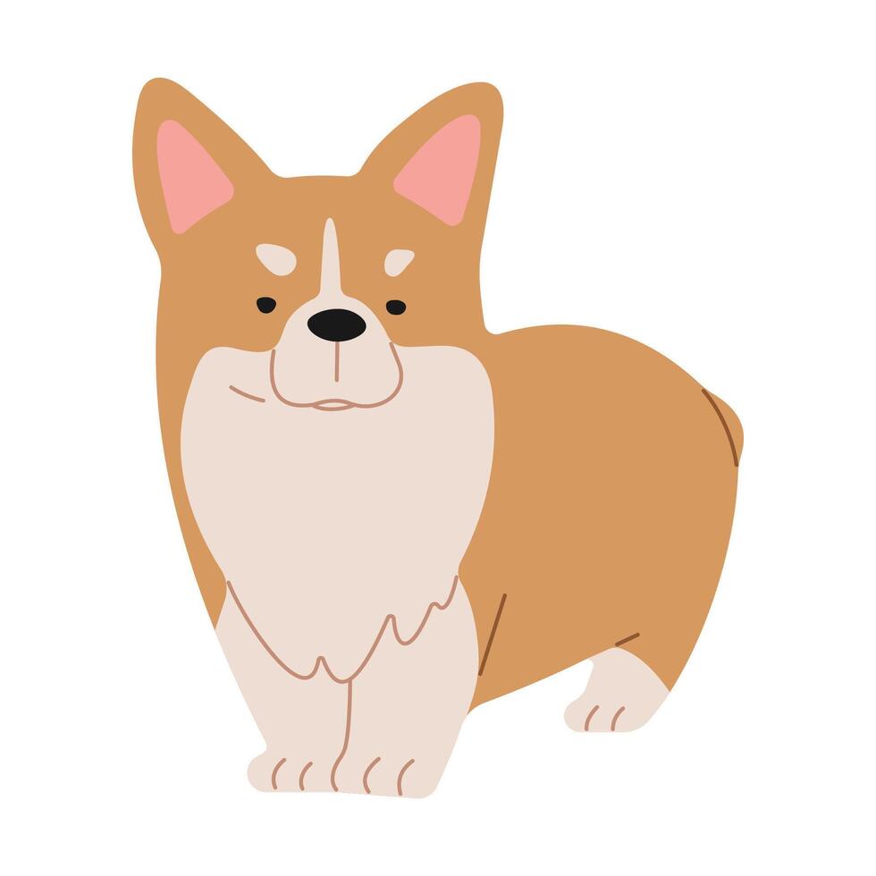 galés corgi linda en un blanco fondo, vector ilustración.