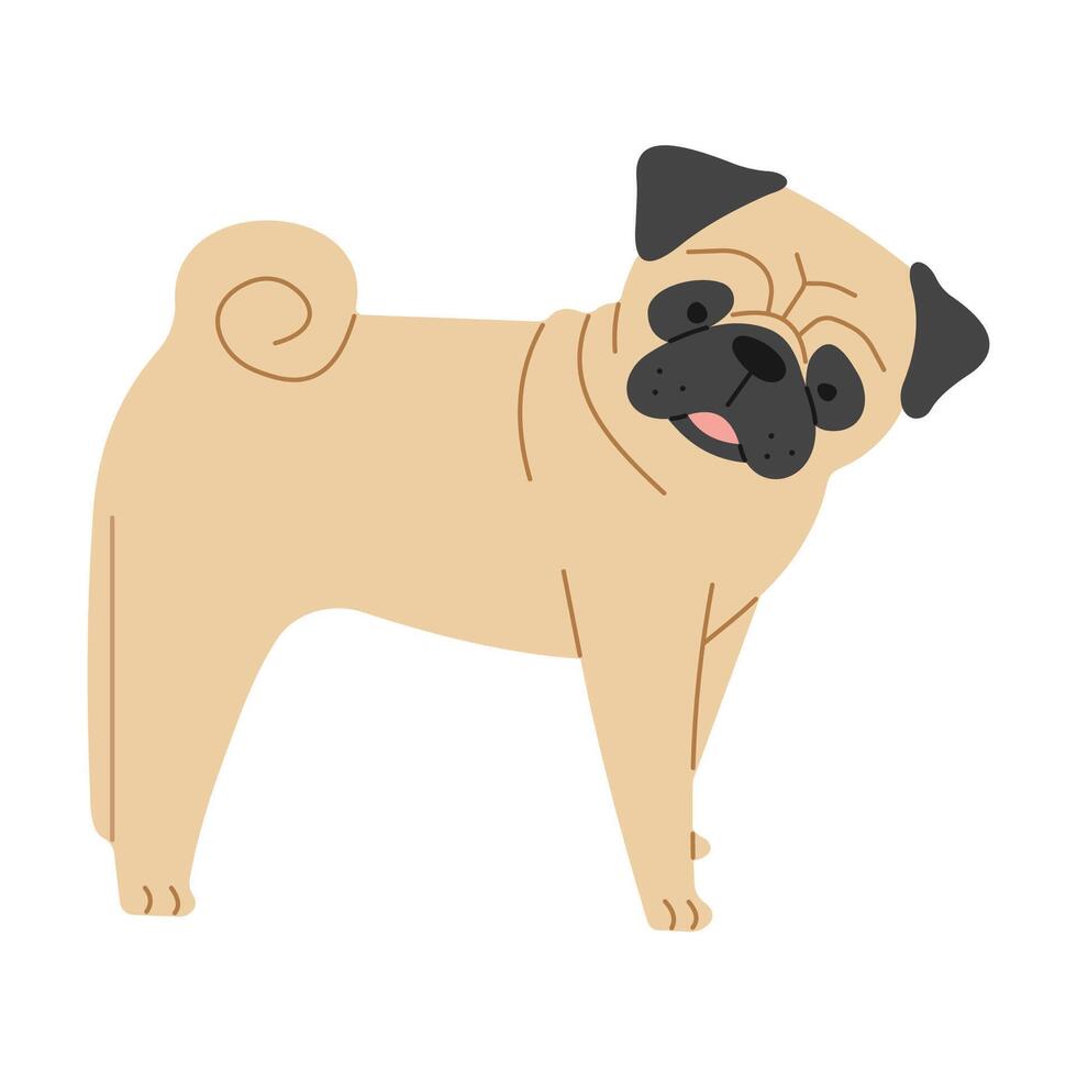 Pug cute on a white background, vector illustration.