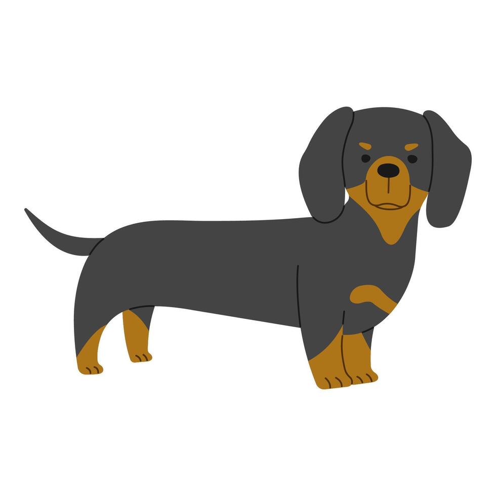 Dachshund cute on a white background, vector illustration.