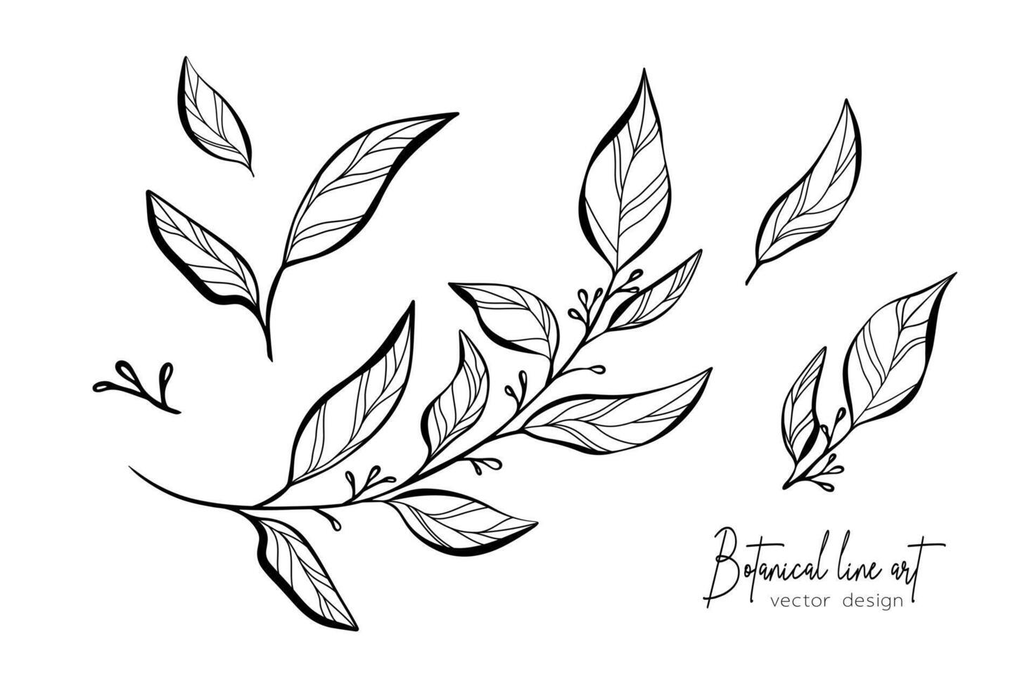 Botanical elegant line art illustration of flower leaves branch for wedding invitation and cards, logo design, web, social media and poster, template, advertisement, beauty and cosmetic industry. vector