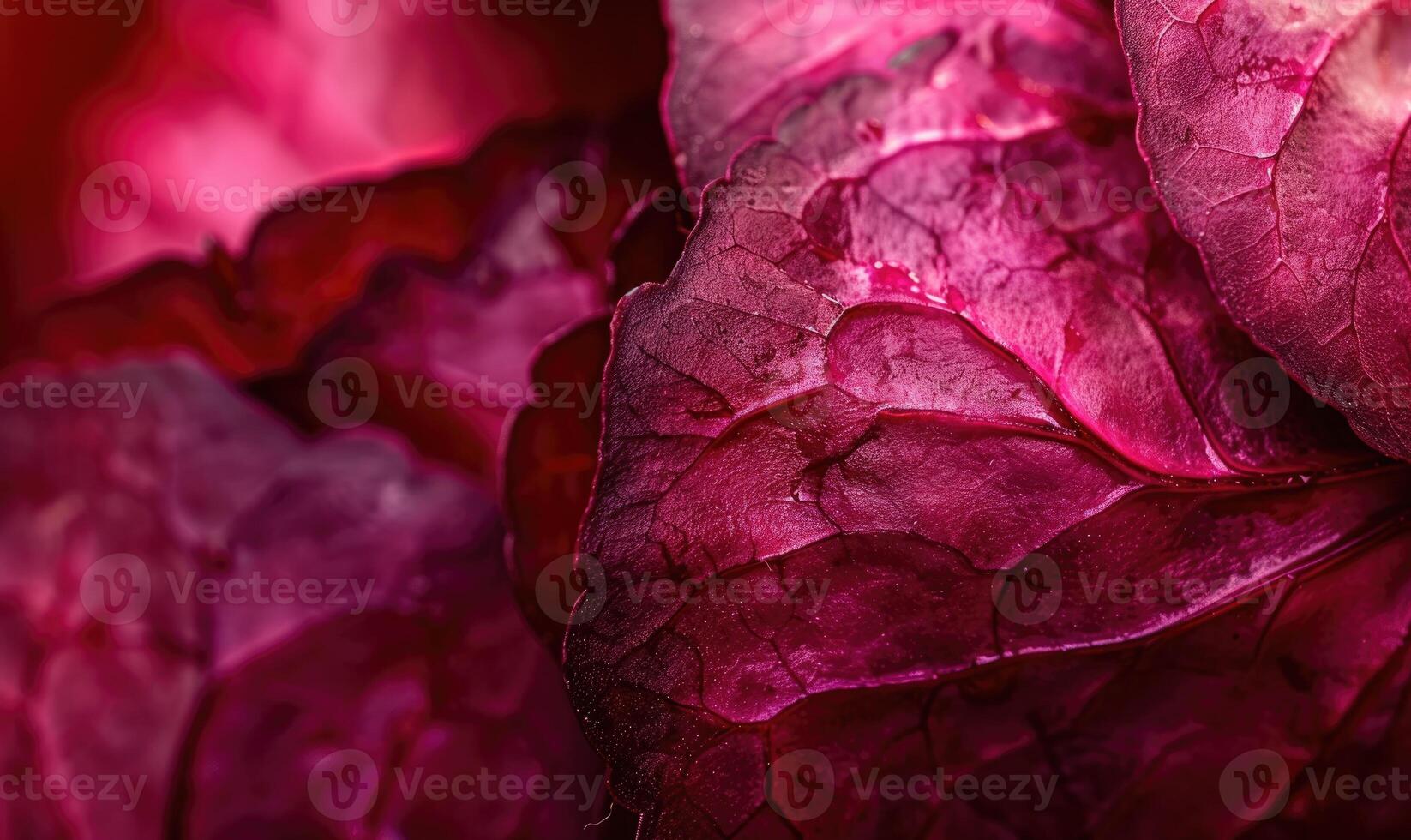 AI generated Close up of red cabbage leaf texture. Selective focus. photo