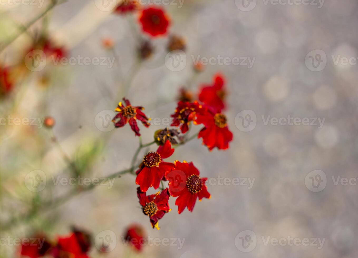 verano escena, naturaleza en el verano día foto