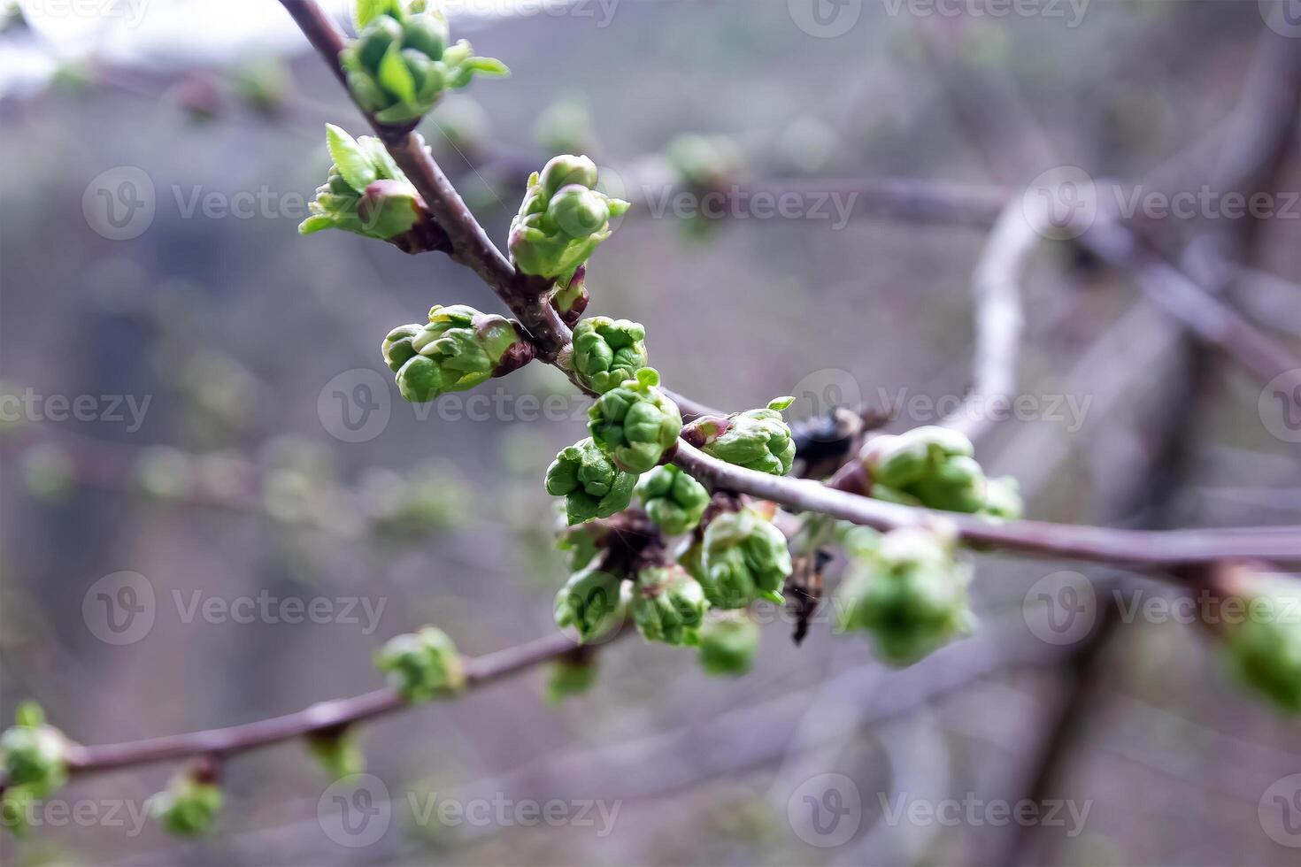 flores en primavera foto