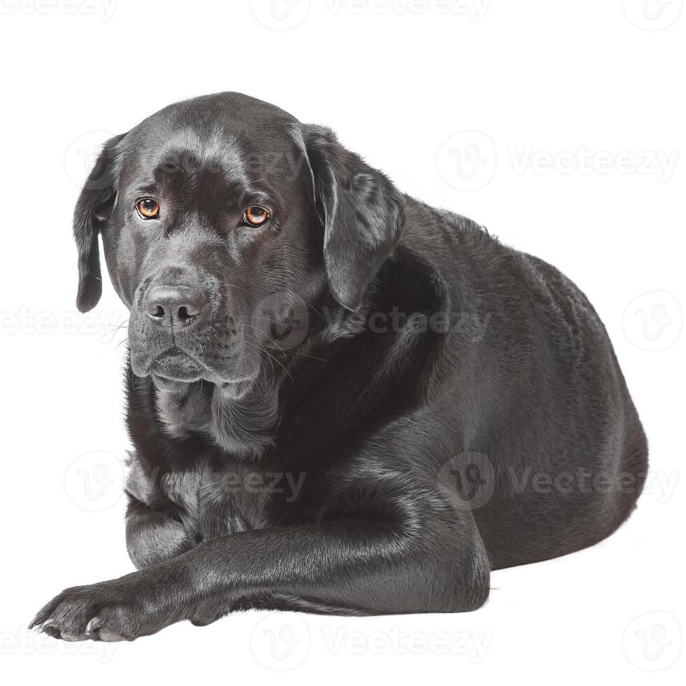 Labrador retriever lying isolated on white. Adult purebred dog studio photo. photo