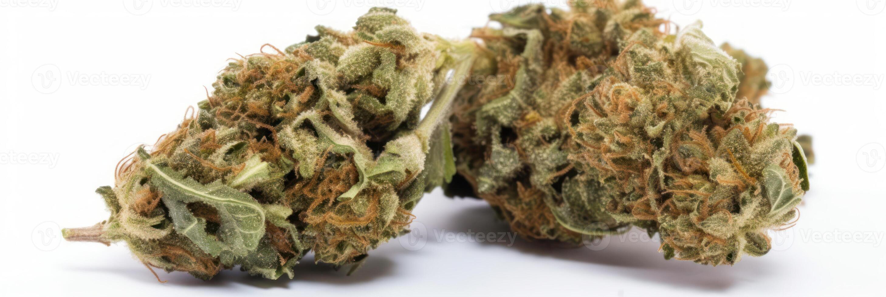 AI generated Cannabis buds on white background photo