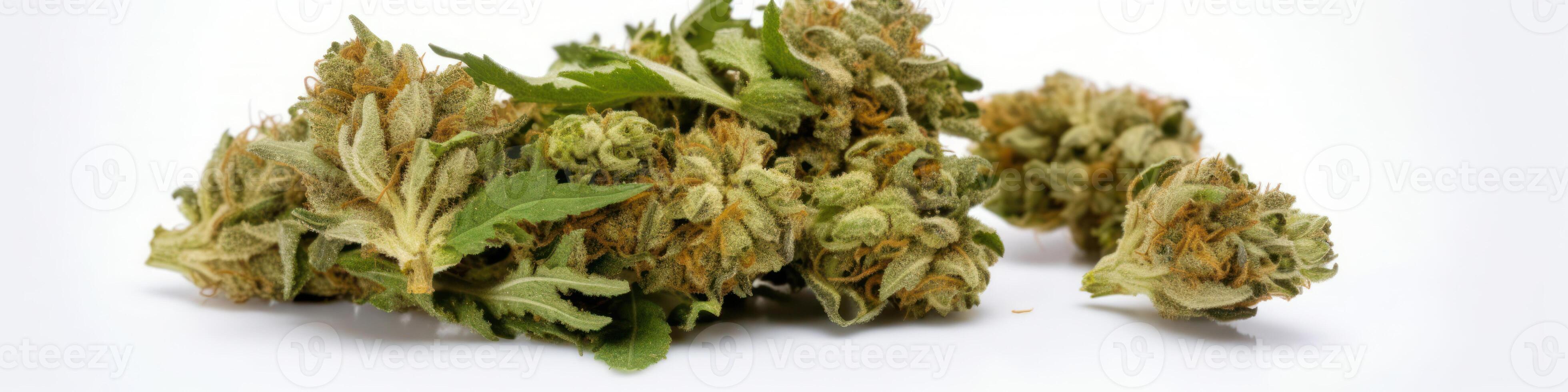 AI generated Cannabis buds on white background photo