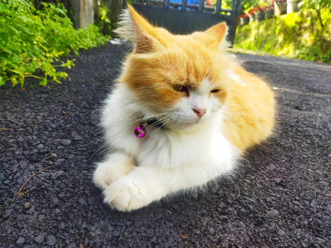 Angora cat is lying down photo