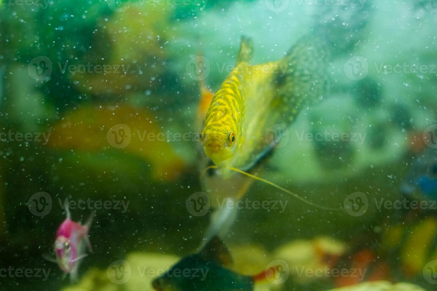 aquarium with fish, colored tropical fishes in aquarium, exotic fishes in aquarium photo