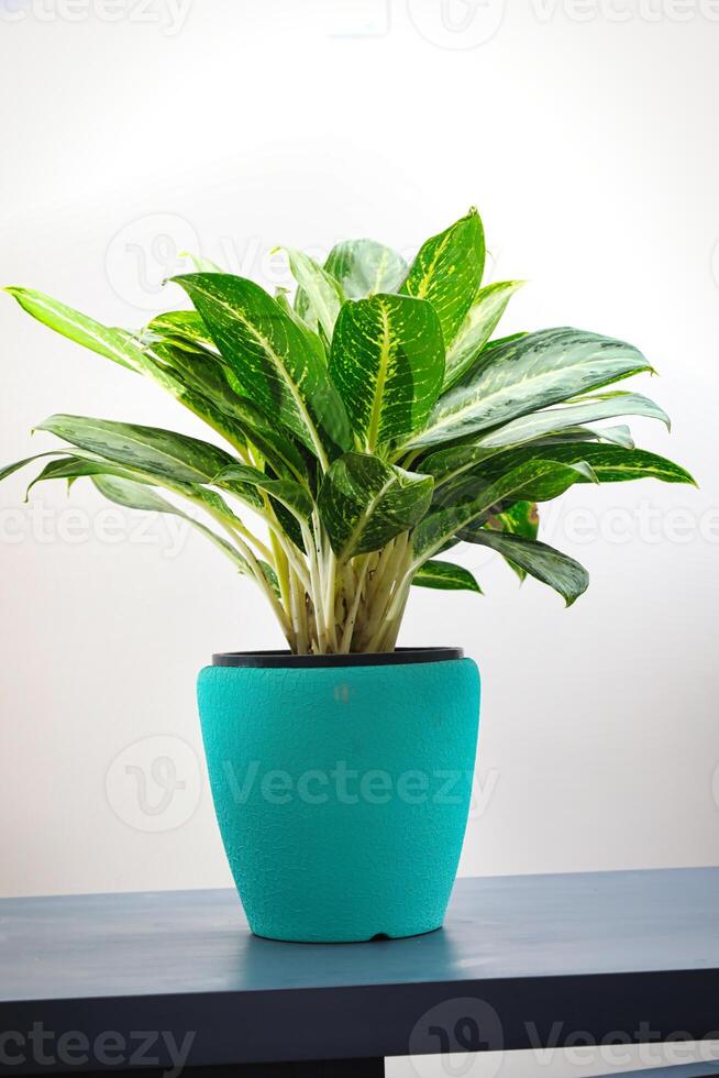 A Potted Plant on Table, Copy Space photo