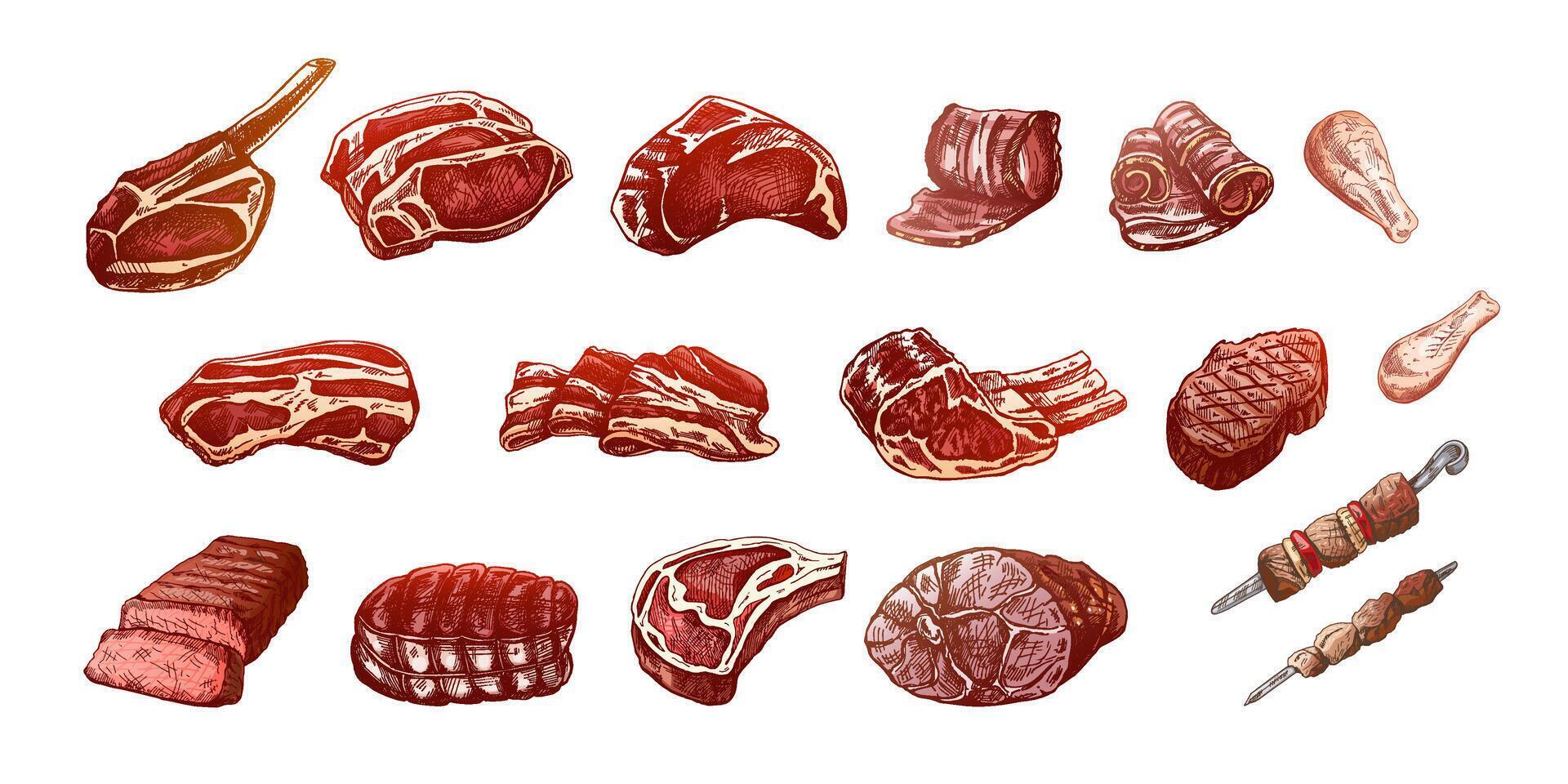 Set of hand-drawn colored sketches of different types of meat, steaks, chicken, kebabs, bacon, tenderloin, pork, beef, ham, barbecue. Vintage illustration on white background. vector