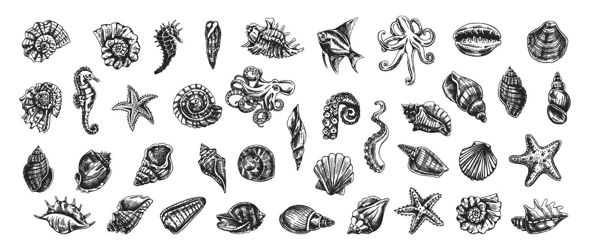 Seashells, octopus, fish, starfish, seahorses, ammonite vector set. Hand drawn sketch illustration. Collection of realistic sketches of various ocean creatures isolated on white background.