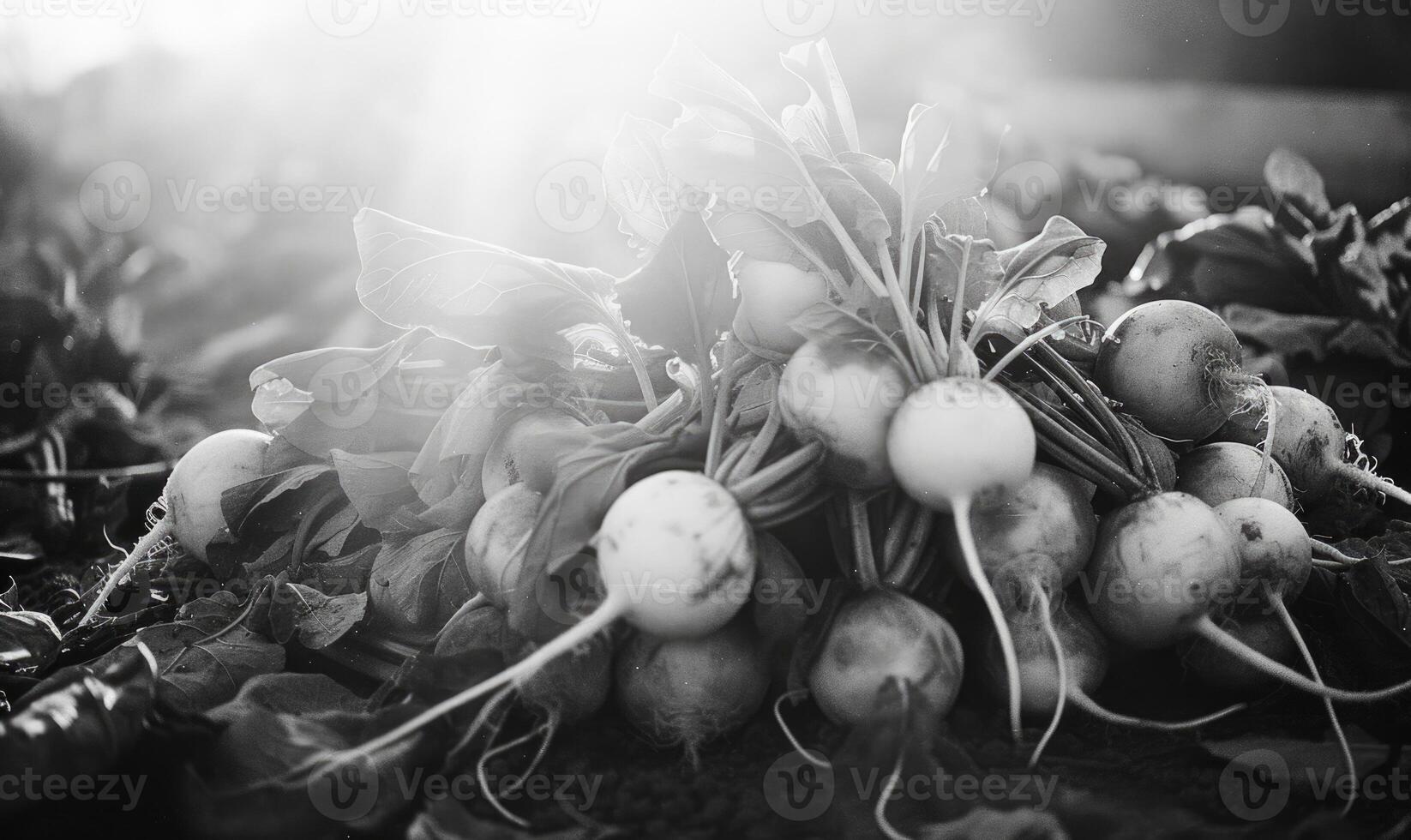 AI generated Organic radishes on the field. Black and white photo. photo