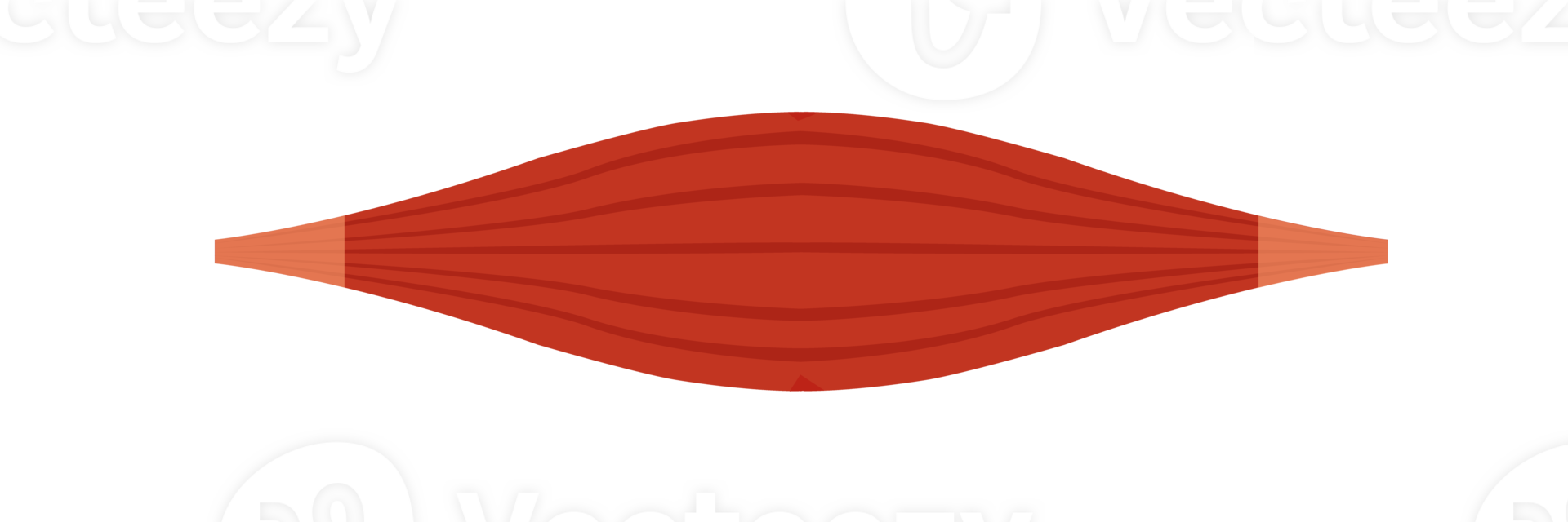 Healthy muscle, red muscle png