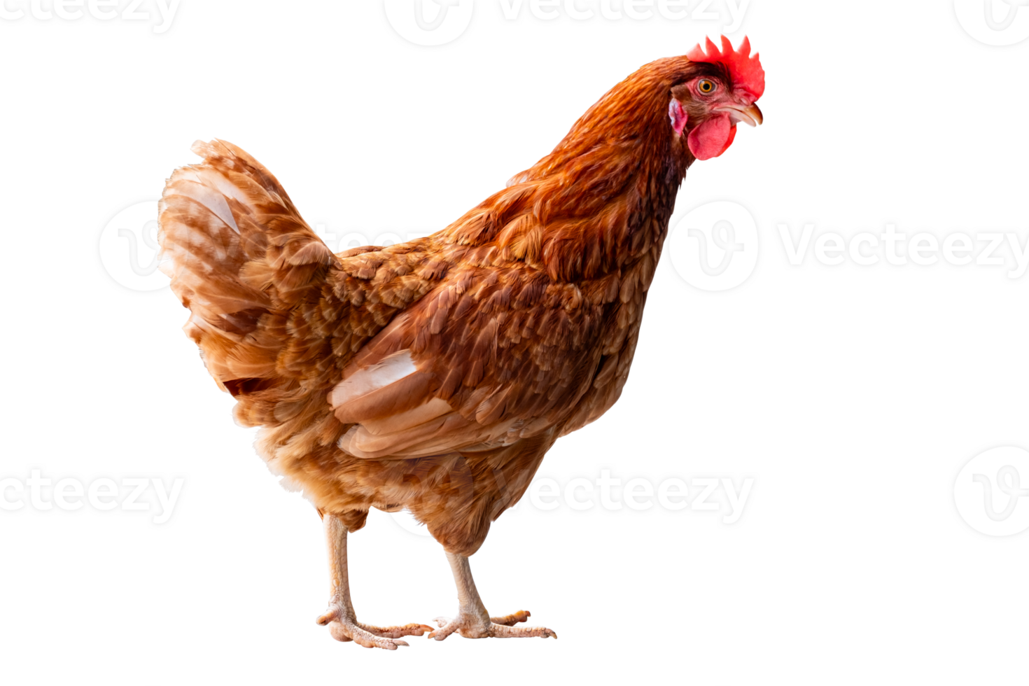 Chicken, Full body of brown chicken hen standing isolated transparent background, Laying hens farmers concept. PNG File