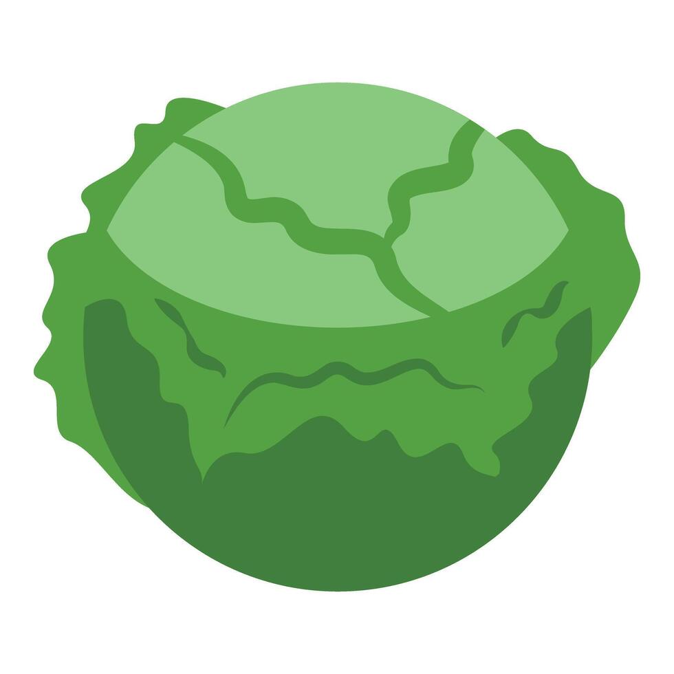 Green cabbage icon isometric vector. Organic eco food vector