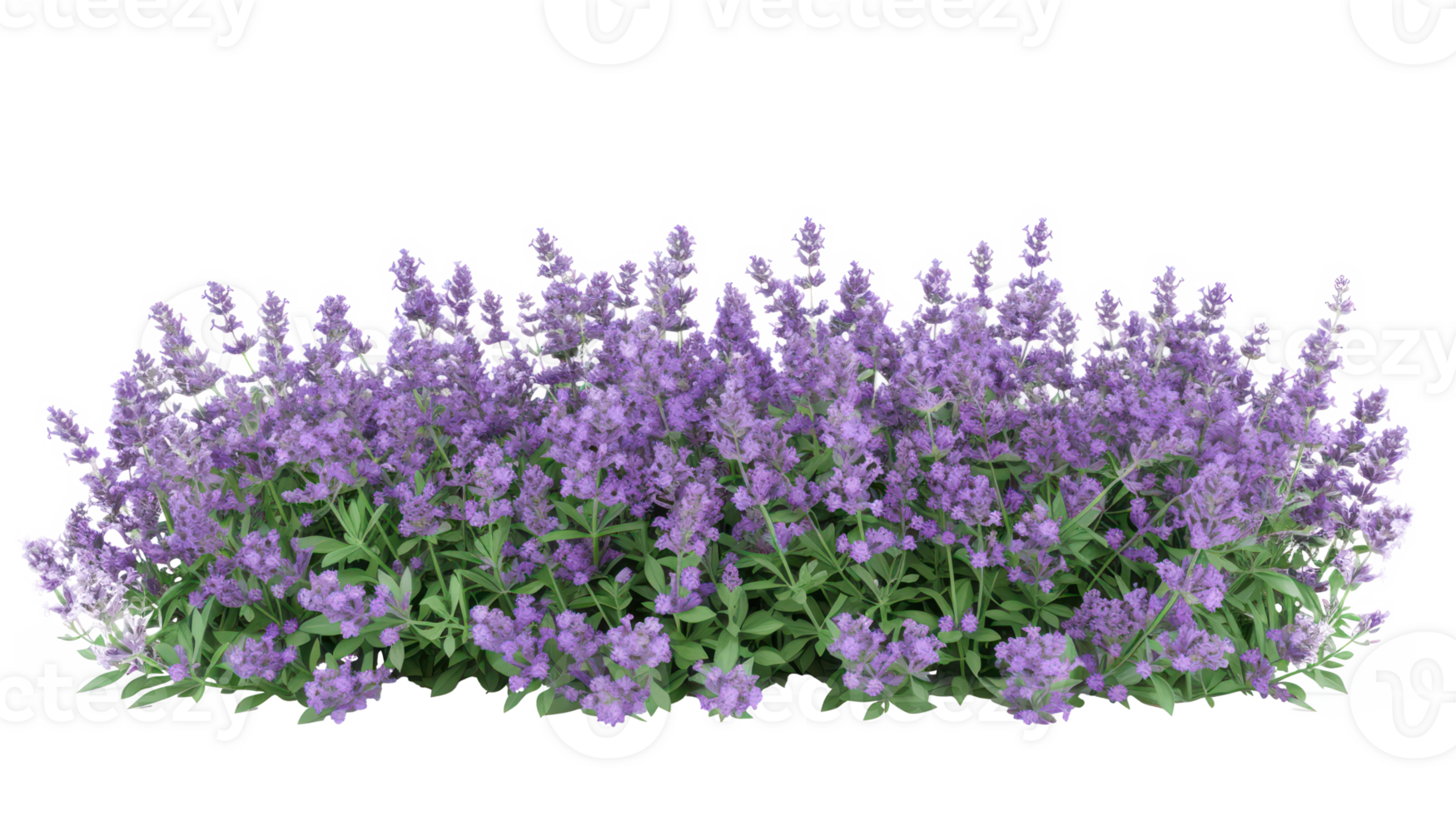 AI generated Aromatic purple lavender bush in full bloom on transparent background png