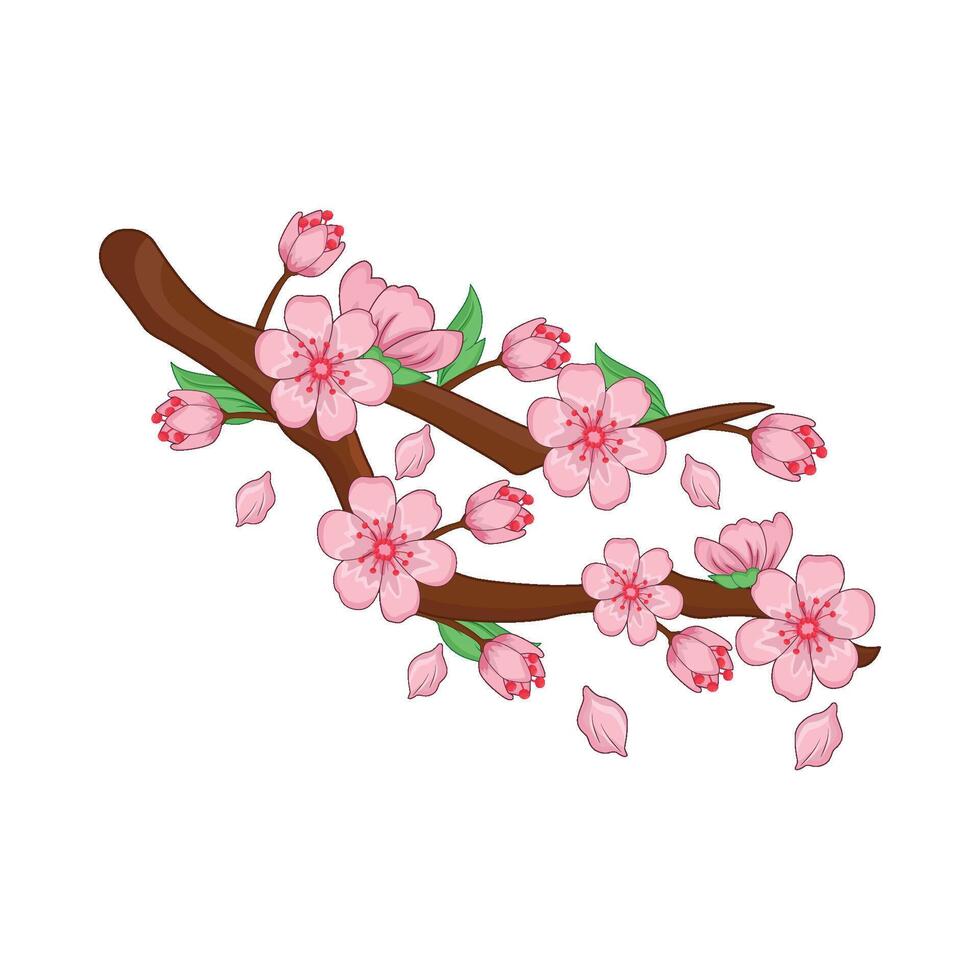 illustration of cherry blossom vector