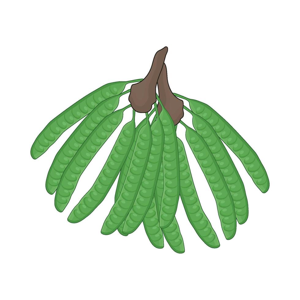 illustration of vegetable petai vector