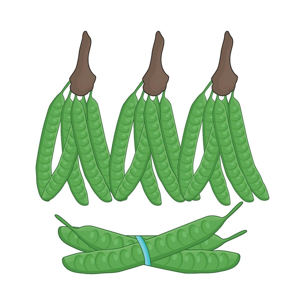 ilustración de vegetal petai vector