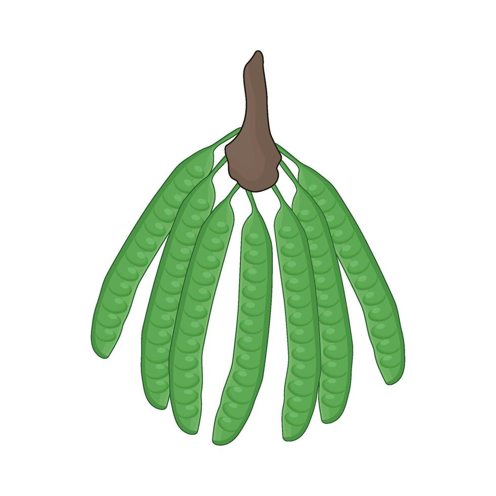 illustration of vegetable petai vector