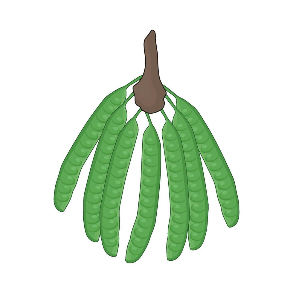 ilustración de vegetal petai vector