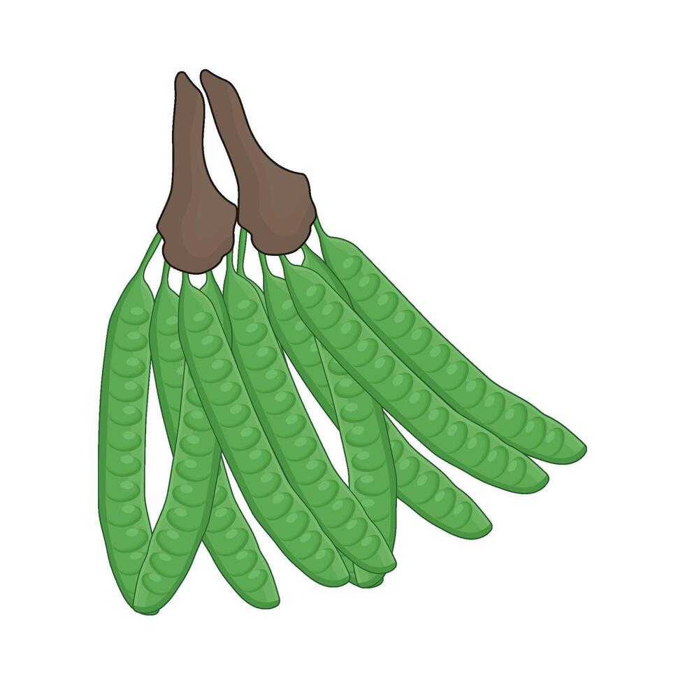 illustration of vegetable petai vector