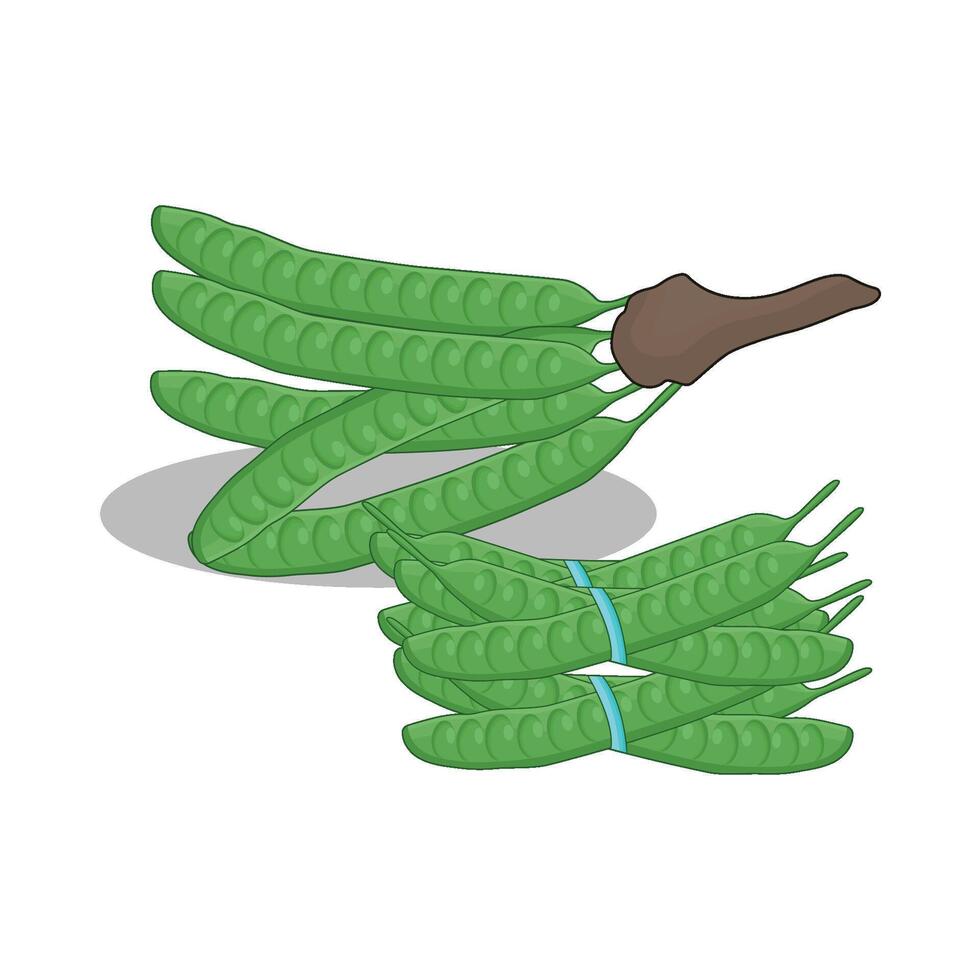 illustration of vegetable petai vector