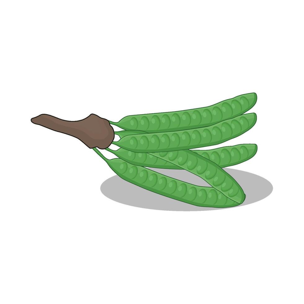 illustration of vegetable petai vector