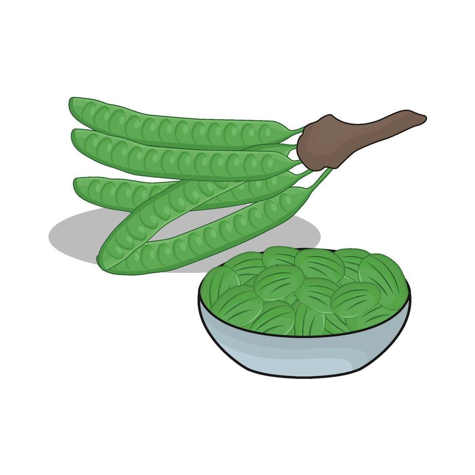 illustration of vegetable petai vector
