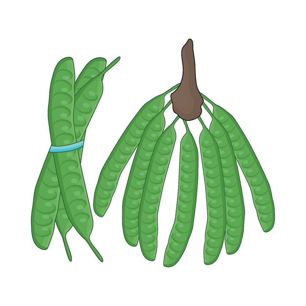 ilustración de vegetal petai vector