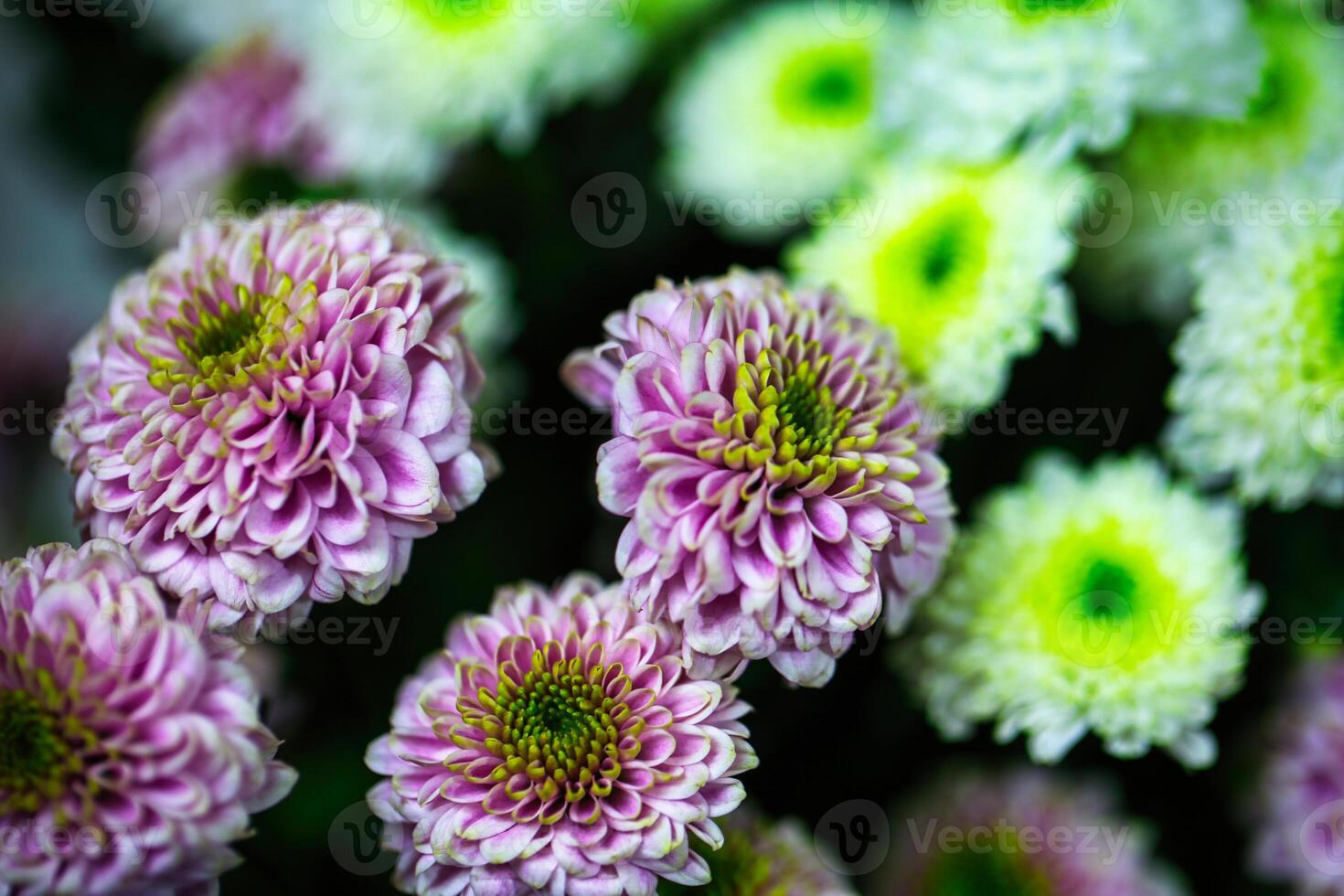 Beautiful Purple and White Flowers With Green Centers photo