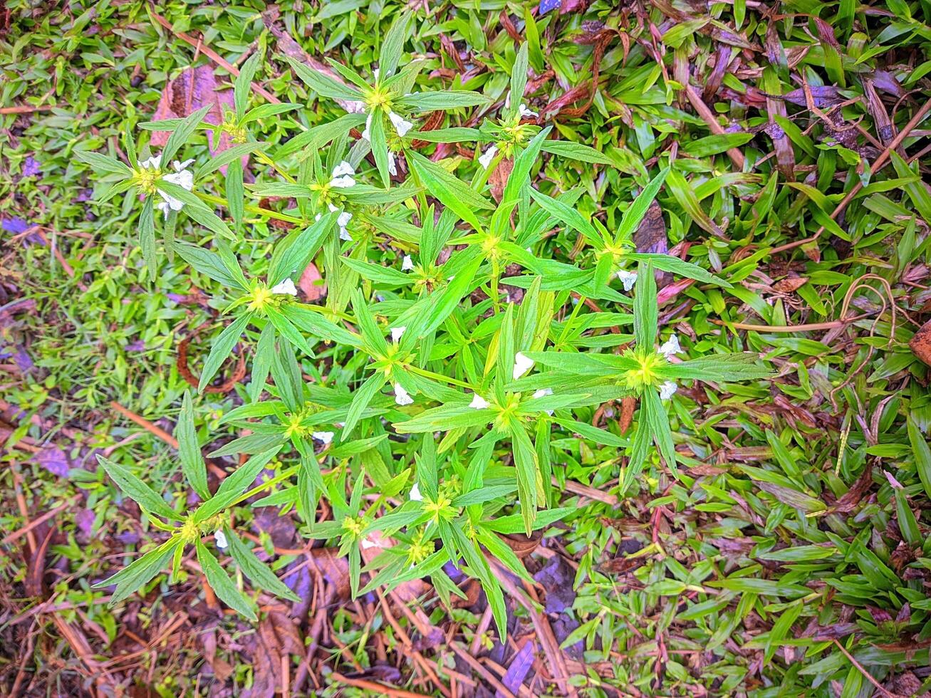 a small plant with white flowers growing in the grass photo