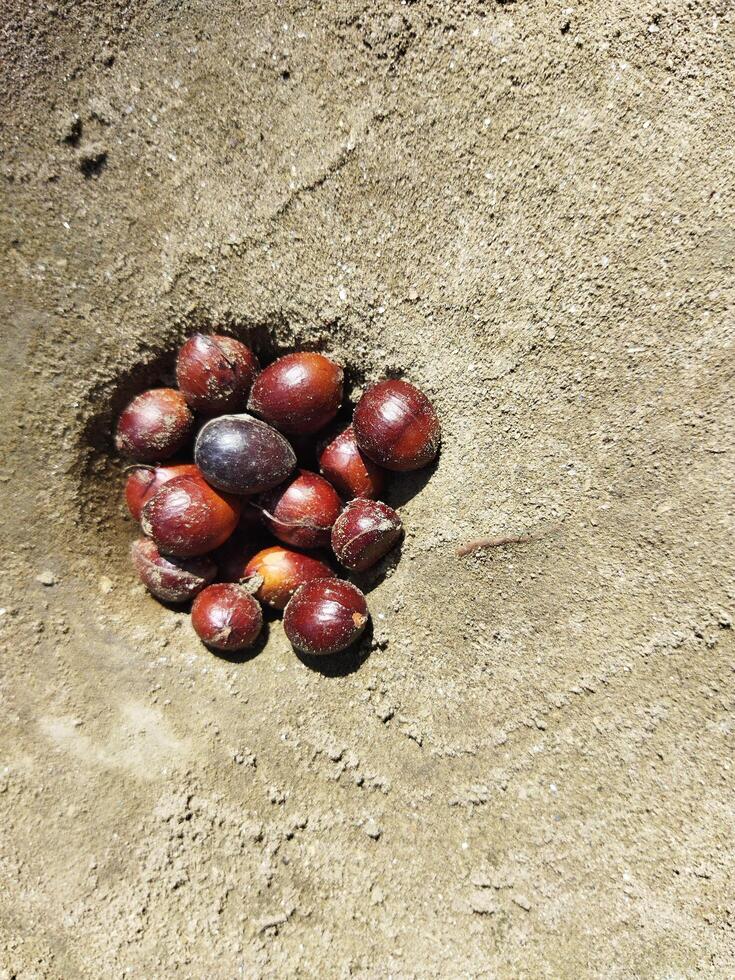 un manojo de petróleo palma frutas en el suelo foto