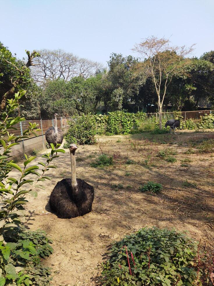 a zoo with a large enclosure for animals photo