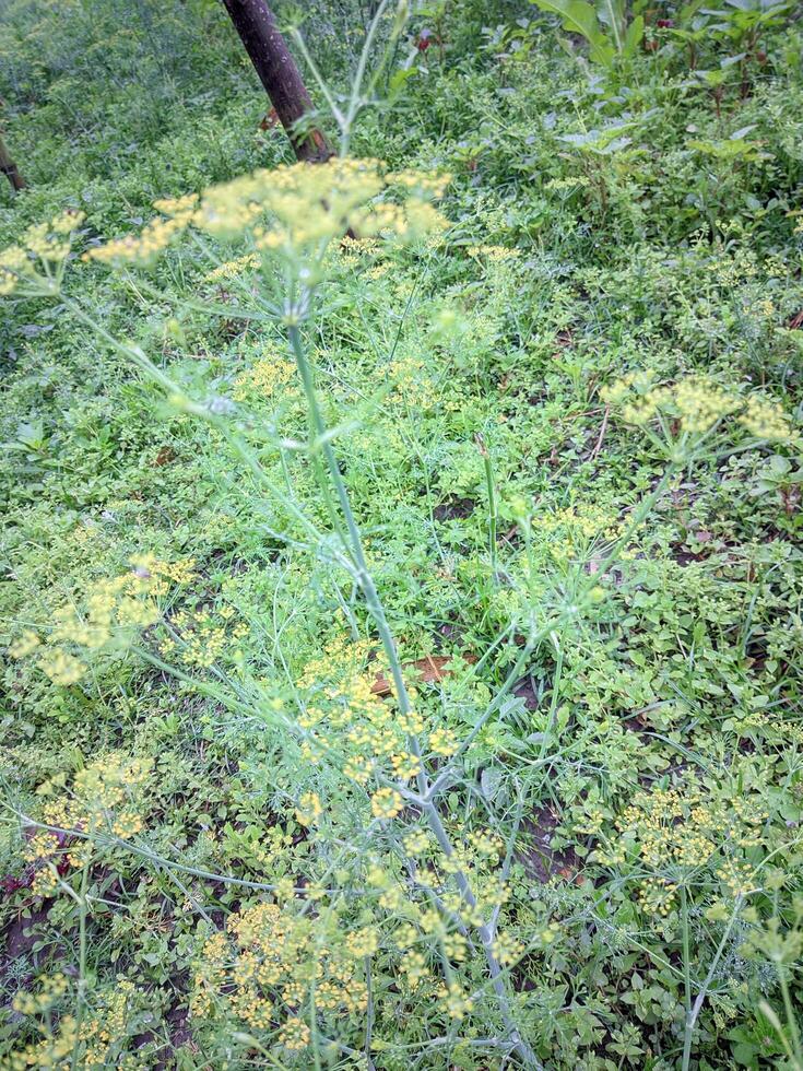 a green plant with yellow flowers in the grass photo