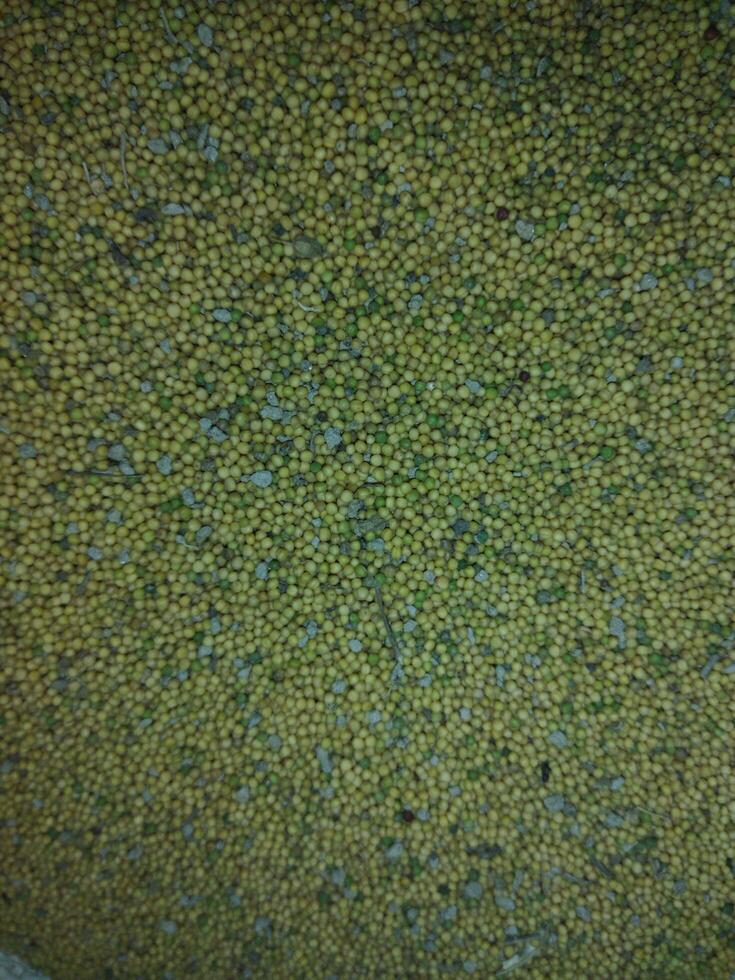 a close up of a yellow field of mustard seeds photo