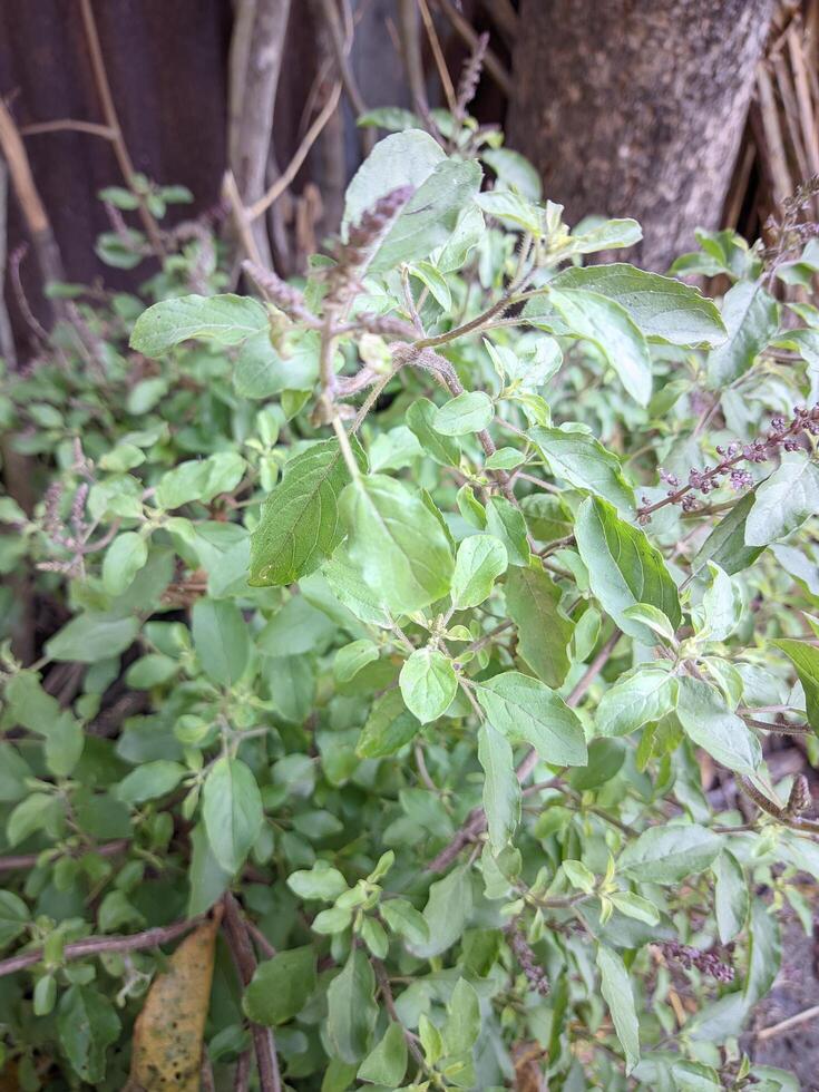 a plant with leaves and green stems in the garden photo