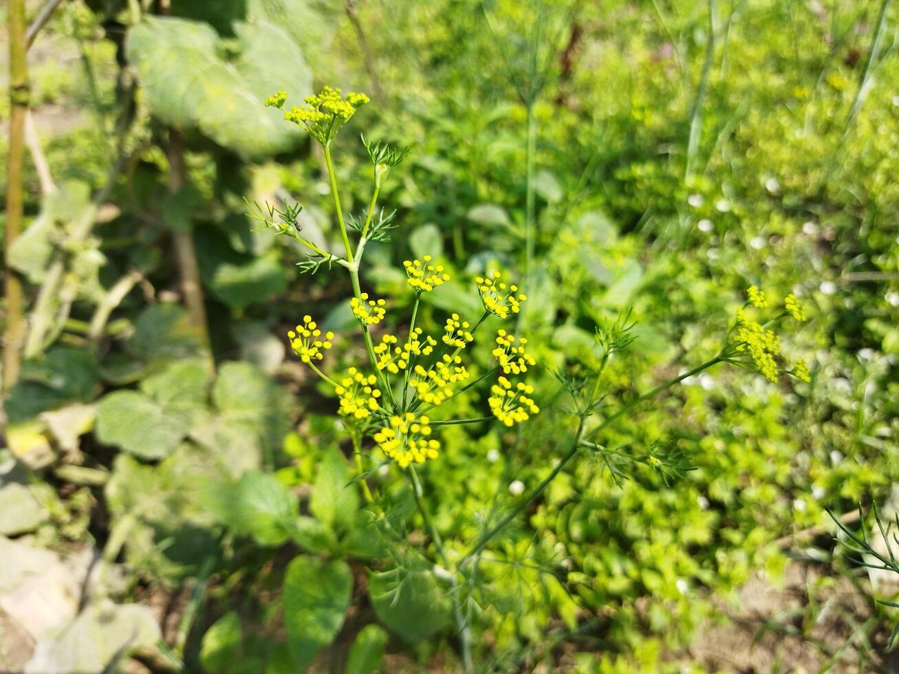 a close up of a plant with green leaves photo