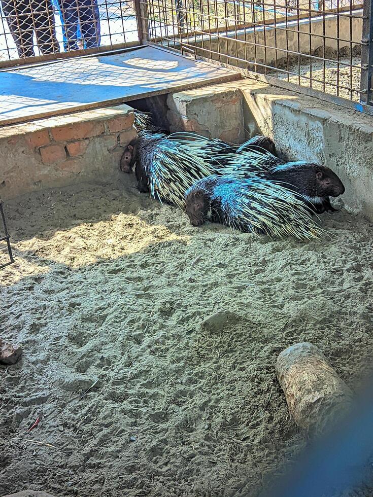 a cage with a  the porcupine inside of it photo