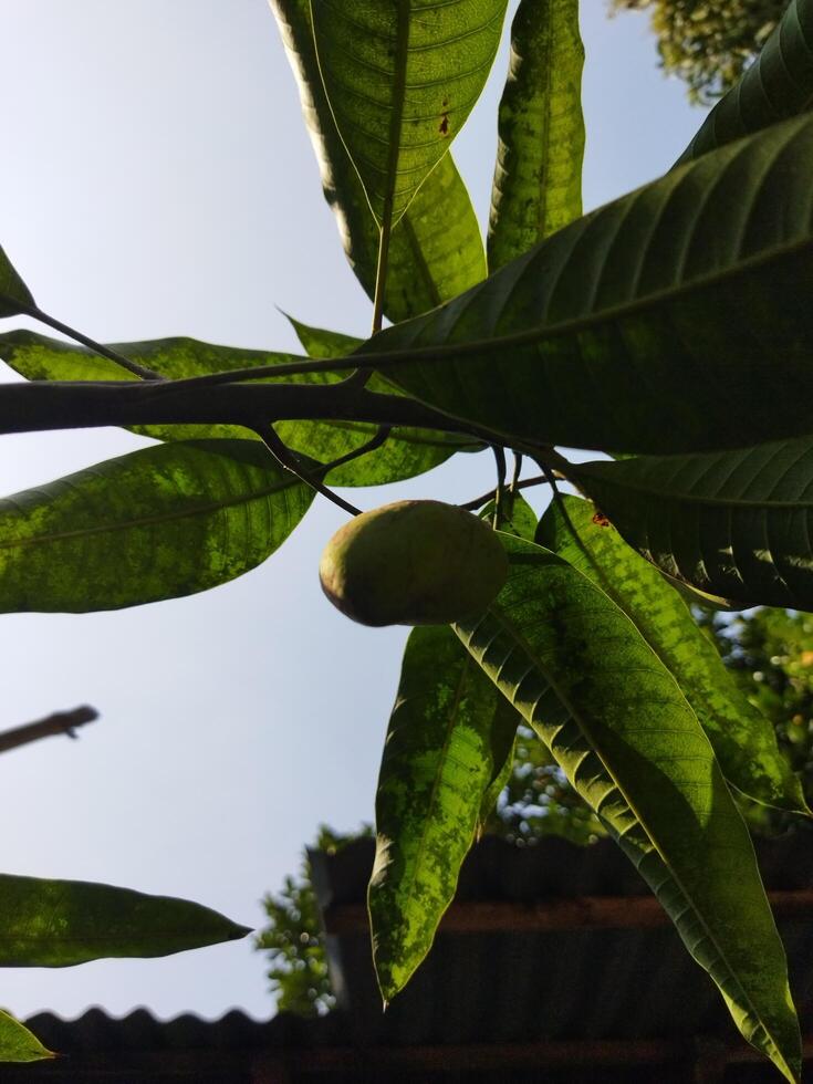 un árbol con Fruta colgando desde eso foto