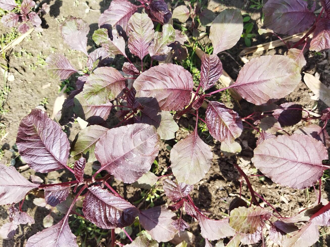 a field of purple plants growing in the dirt photo