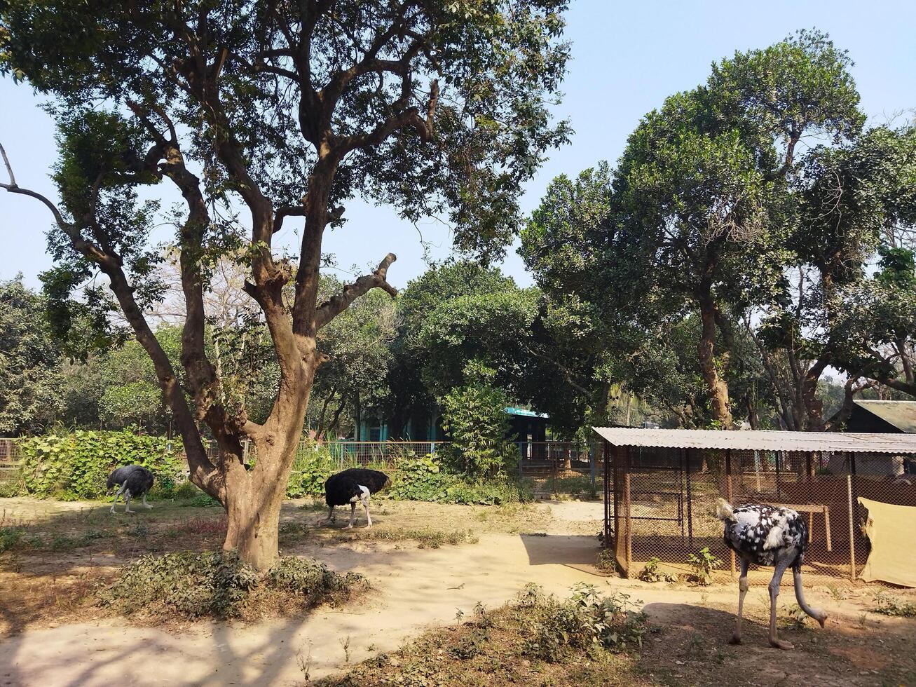 a zoo with a large enclosure for animals photo