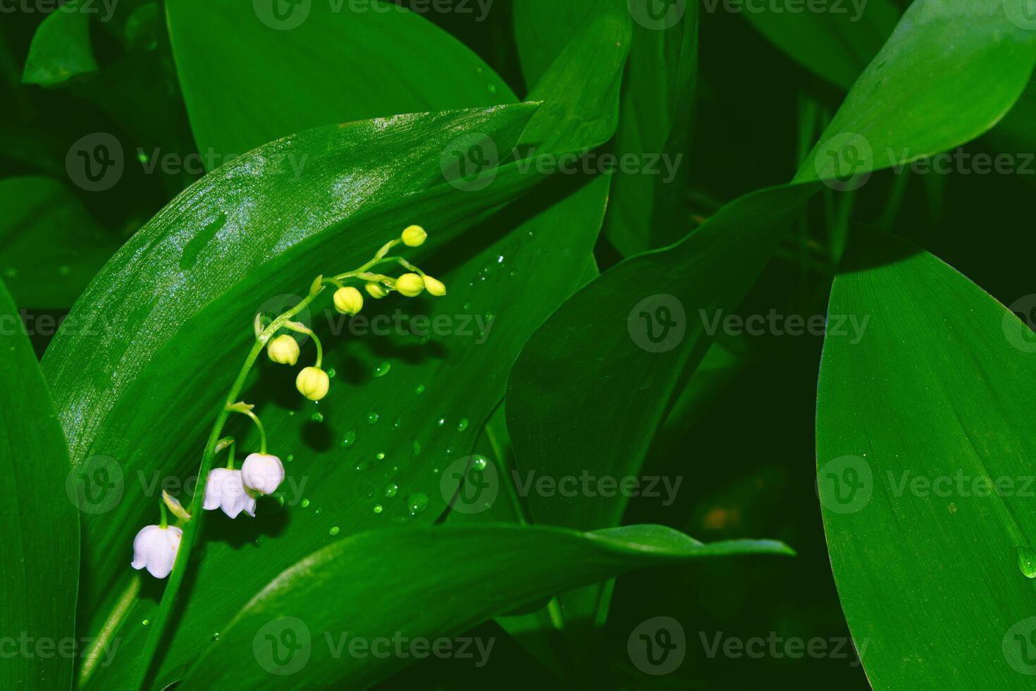 paisaje primaveral. flores lirio de los valles foto