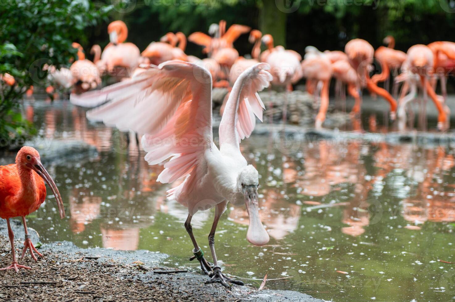 Flamingo Spreading Wings by Water photo