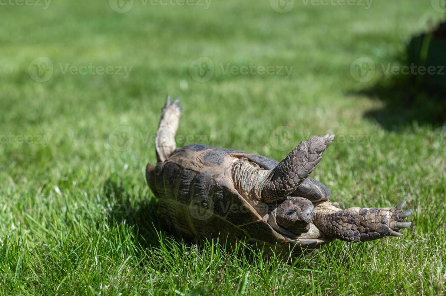 The land domestic turtle has fallen and lies upside down on the grass. photo