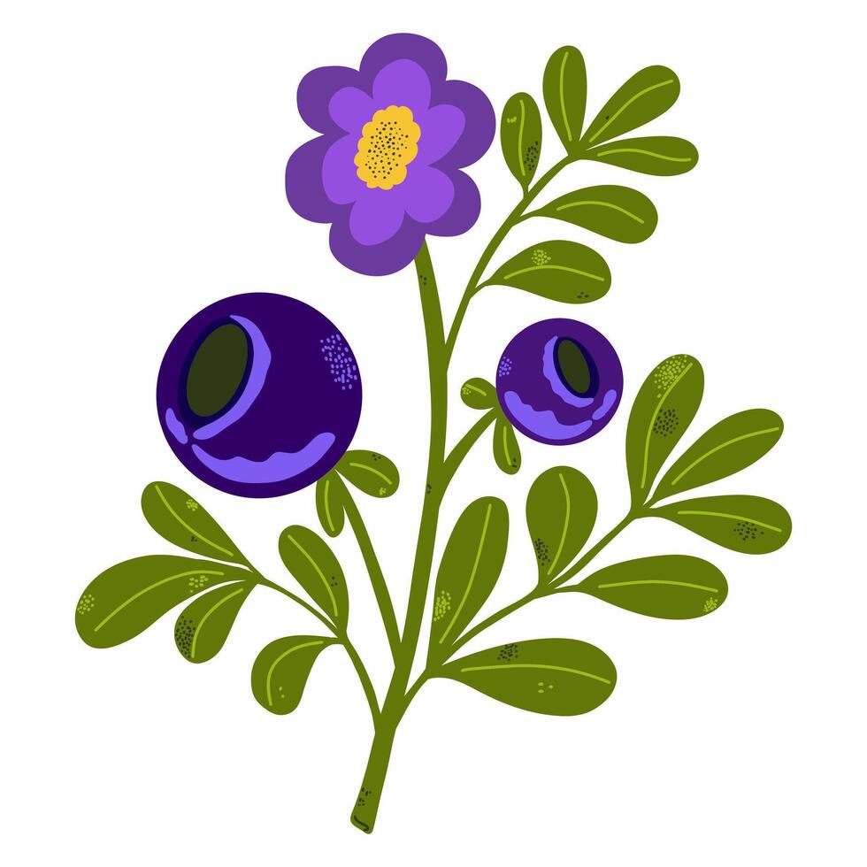 blueberry flower and blueberry fruit vector illustration