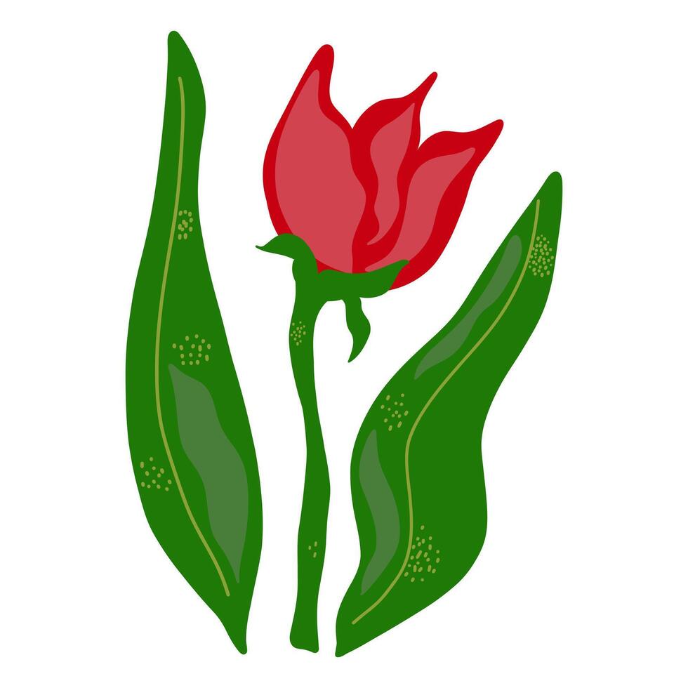 a red tulip with green leaves on a white background vector