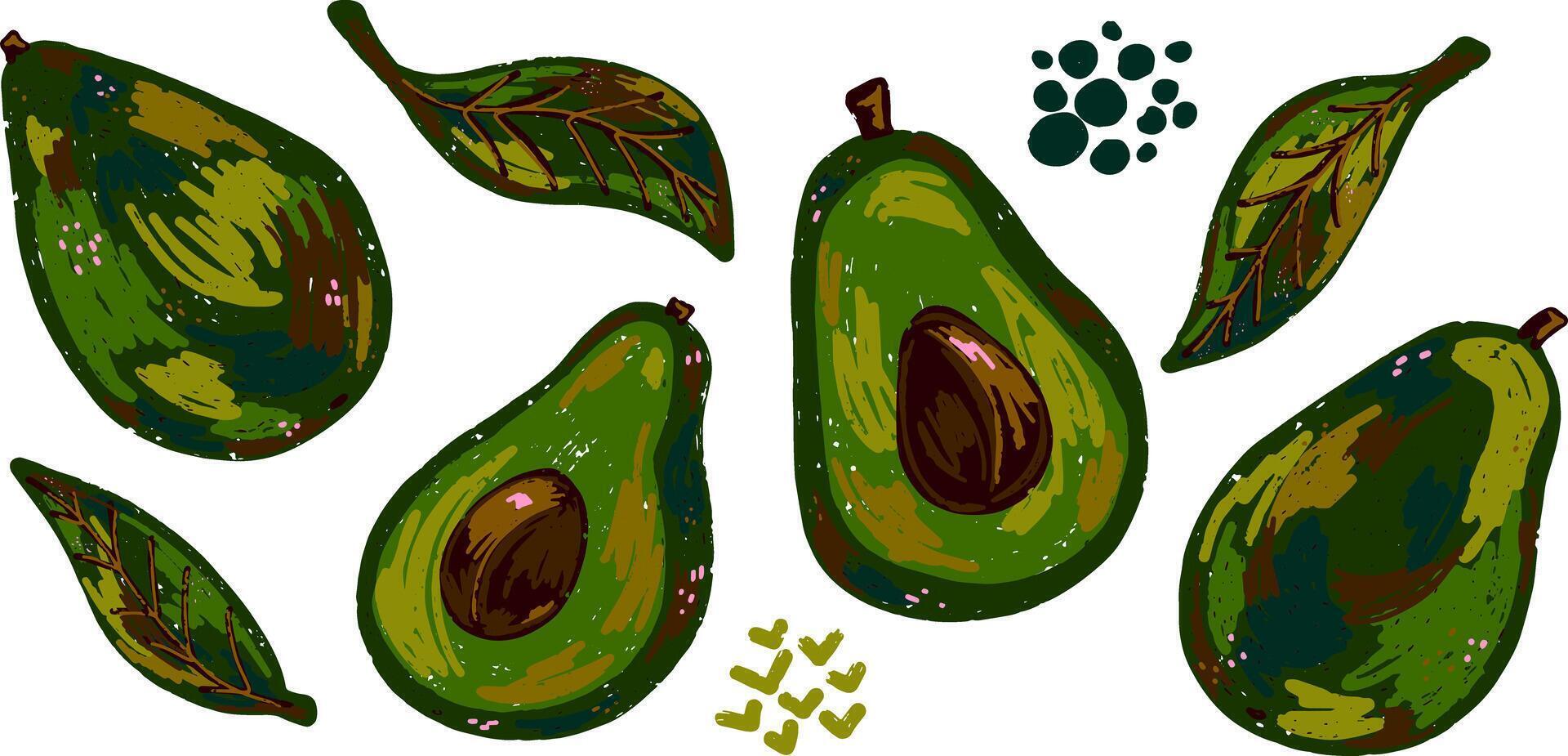 a set of avocado leaves and fruit vector
